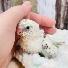 周りが気になる❤︎セキセイインコ（クリームハルクイン）ヒナ