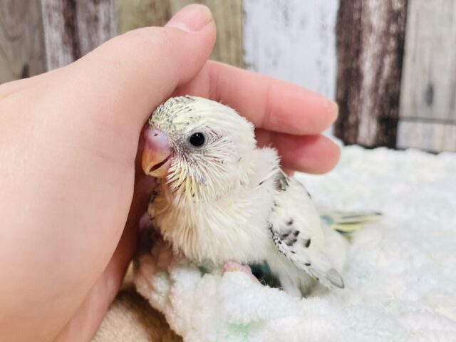 周りが気になる❤︎セキセイインコ（クリームハルクイン）ヒナ