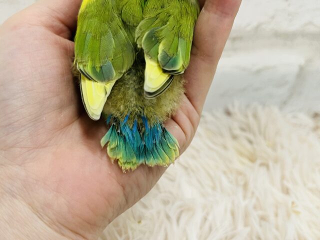 コザクラインコ（小桜インコ）