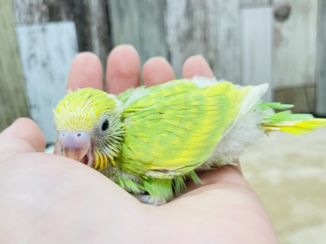 セキセイインコ