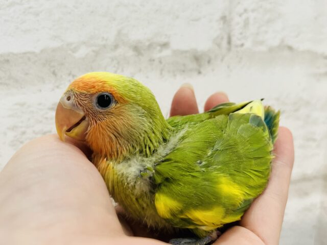 コザクラインコ（小桜インコ）