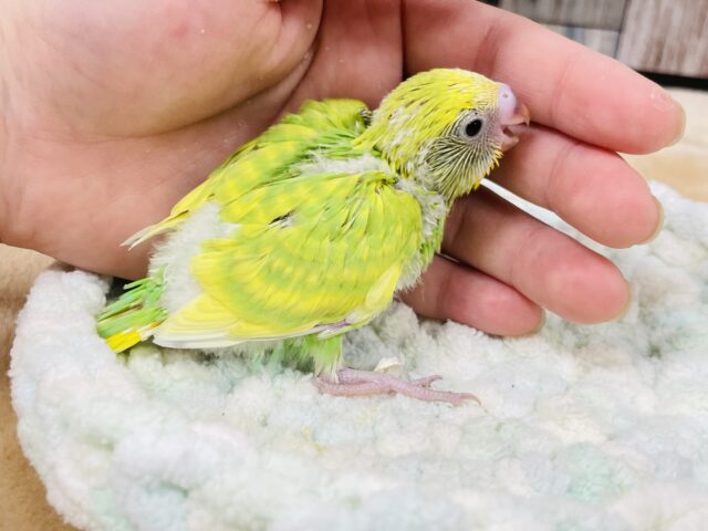 セキセイインコ