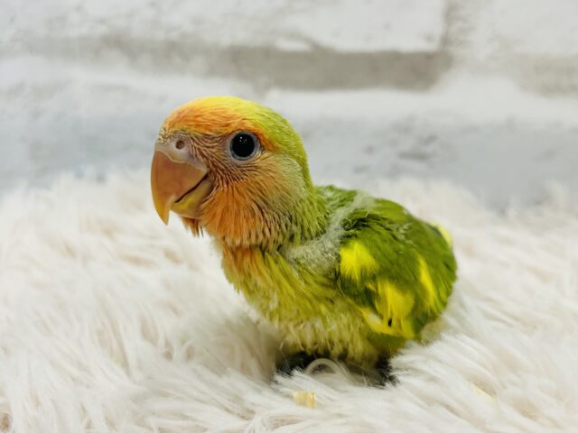 コザクラインコ（小桜インコ）