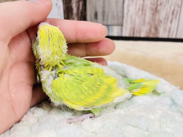 セキセイインコ