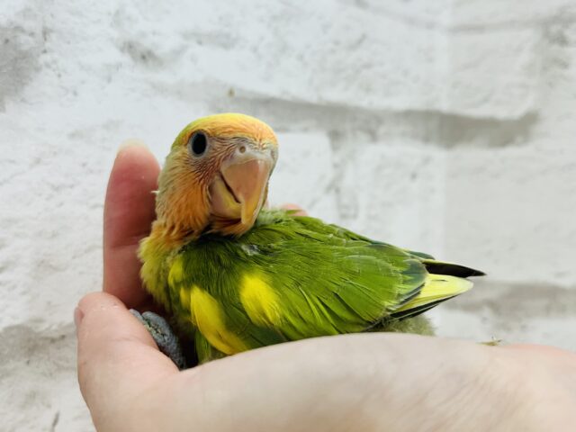 コザクラインコ（小桜インコ）