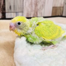 食いしん坊ちゃん⭐︎セキセイインコ（スパングル）ヒナ