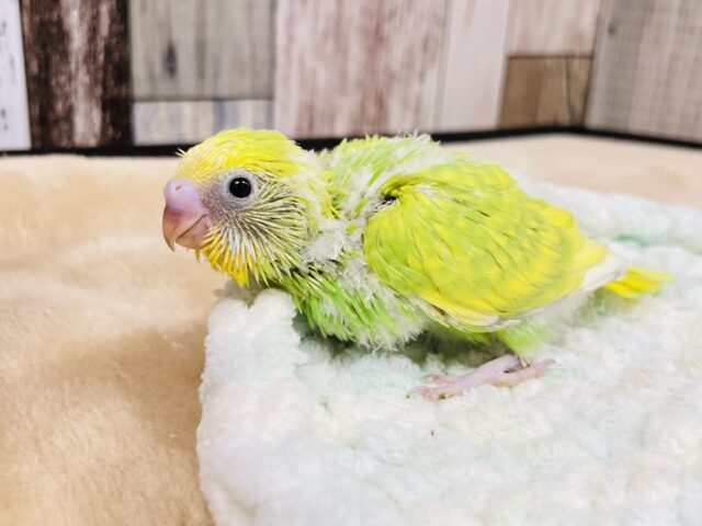 食いしん坊ちゃん⭐︎セキセイインコ（スパングル）ヒナ