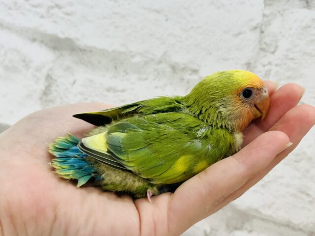 コザクラインコ（小桜インコ）