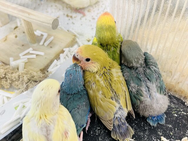 コザクラインコ（小桜インコ）