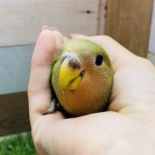 最新画像あります⭐️キュルキュルおめめにやられちゃいます💕これから赤く染まっていきますコザクラインコノーマルカラー❗️