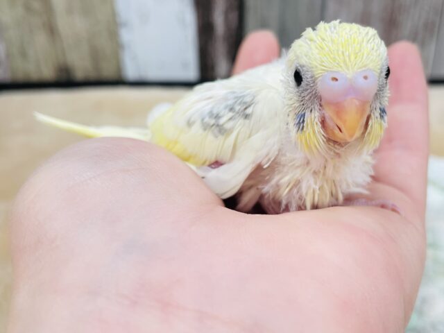 模様少なめ❤︎成長が楽しみ！セキセイインコ（クリームハルクイン）ヒナ