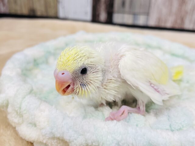 セキセイインコ