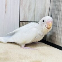 飛べることを夢見て…♡セキセイインコ（ダブルファクター）ヒナ