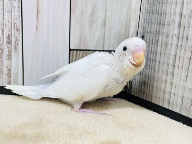 飛べることを夢見て…♡セキセイインコ（ダブルファクター）ヒナ