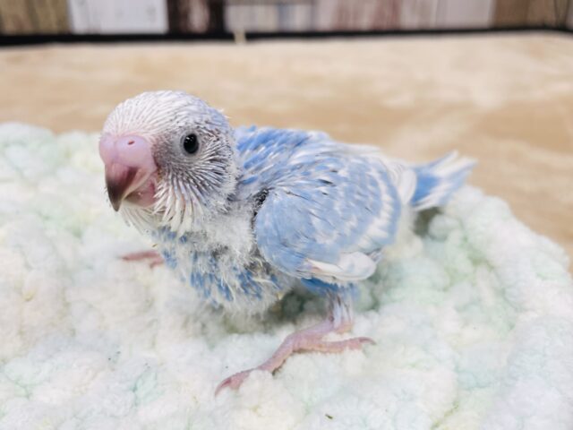 晴天の青空✈️☁️セキセイインコ（スパングル）ヒナ