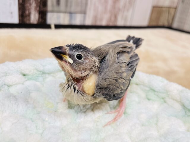 ご飯大好き！！桜文鳥　ヒナ