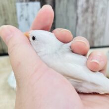 【最新画像更新🪄】裸ん坊だけど元気いっぱい🌟白文鳥　ヒナ