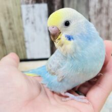 【最新画像更新🪄】優しげなお目目❤︎セキセイインコ （パステルレインボー）ヒナ