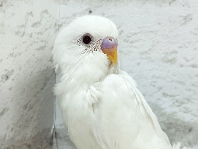 この子の可愛さ、気づいちゃった？🧚セキセイインコ(アルビノ) ヒナ