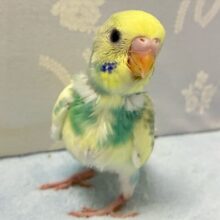 まったりくり〜みぃミントちゃん🌱💛セキセイインコ(パステルレインボーパイド2024年9月生まれ)