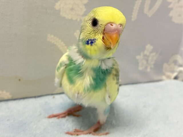 まったりくり〜みぃミントちゃん🌱💛セキセイインコ(パステルレインボーパイド2024年9月生まれ)