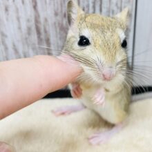 【お昼寝動画更新🪄】サイズ感がたまらない💕ジャイアントジャービル（女の子）