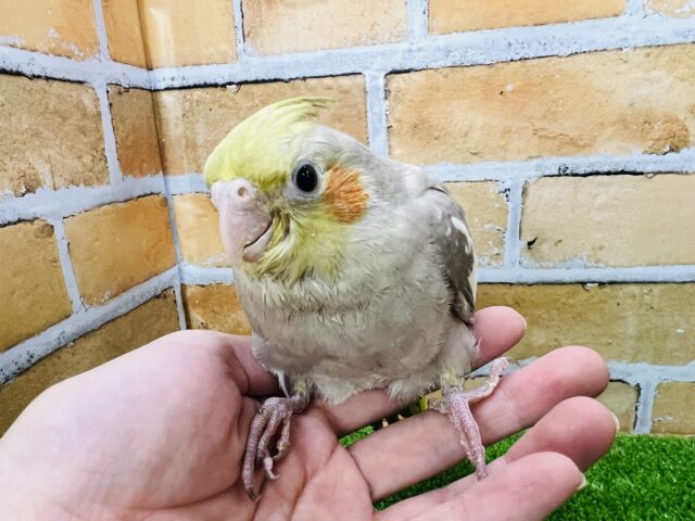 オカメインコ