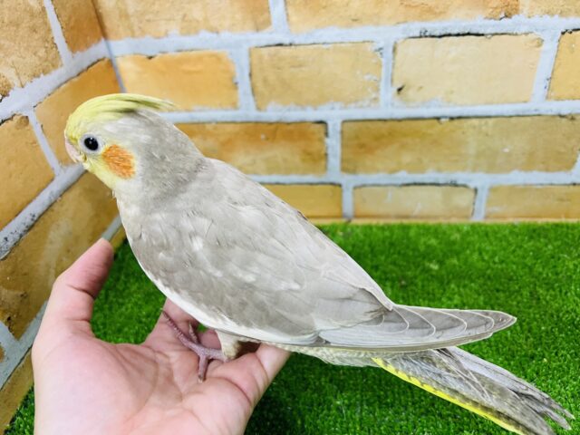 オカメインコ