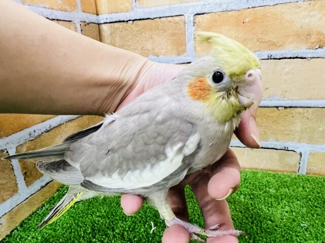 オカメインコ