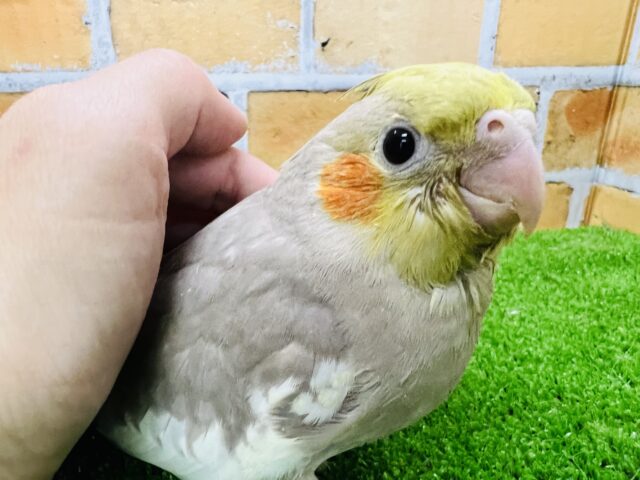 最新画像更新♥見た目も心も優しい？オカメインコのシナモン♡