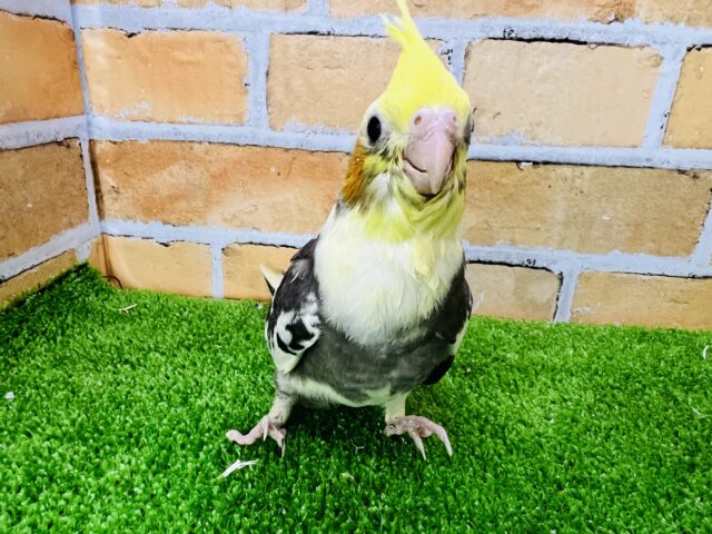 オカメインコ