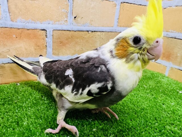 オカメインコ