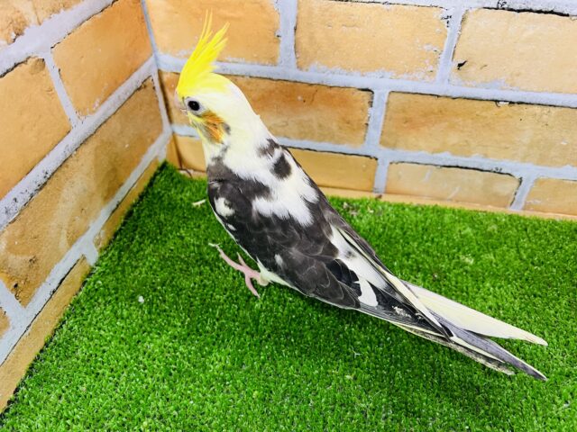 オカメインコ