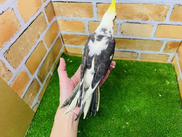 オカメインコ