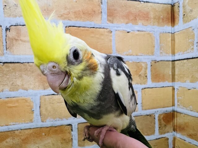 白黒ハッキリね！オカメインコのパイド〜☆