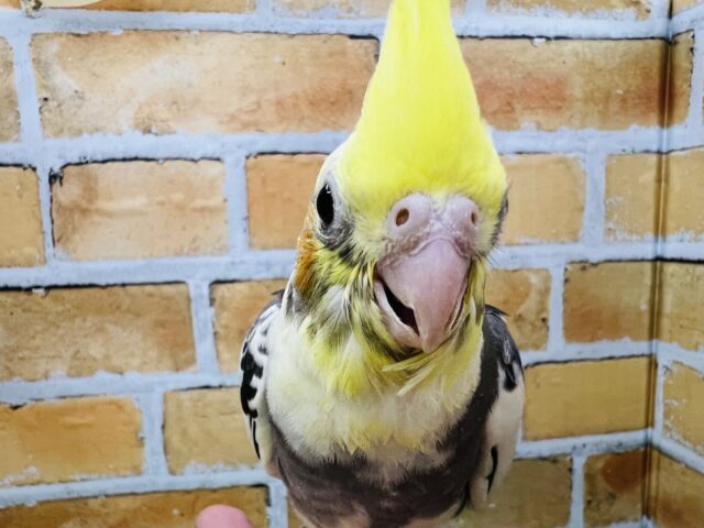 オカメインコ