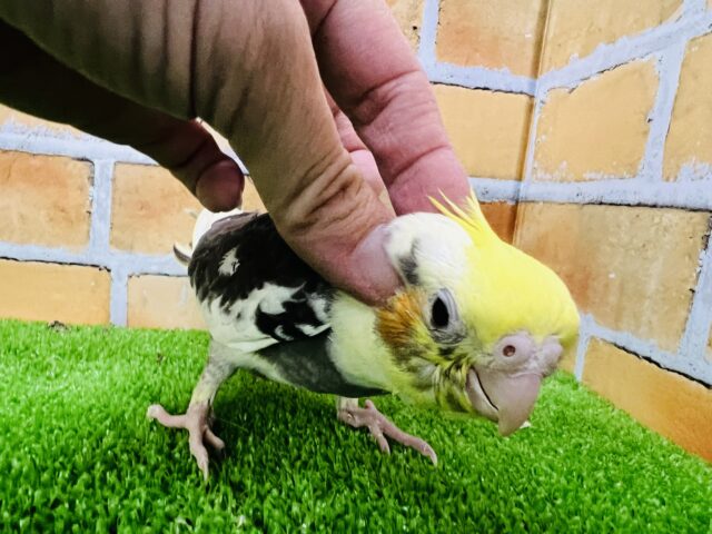 オカメインコ