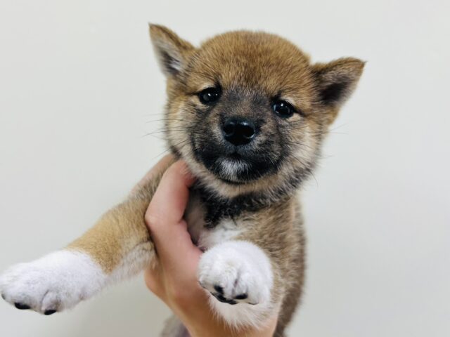 ワンニャン祭開催中‼️元気いっぱいな赤ちゃん👶❤️豆柴の男の子❣️