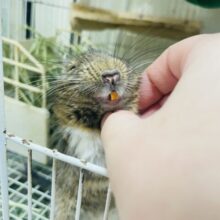 【最新動画更新🪄】手の上ちょこんと可愛い♡デグー（パイド）男の子