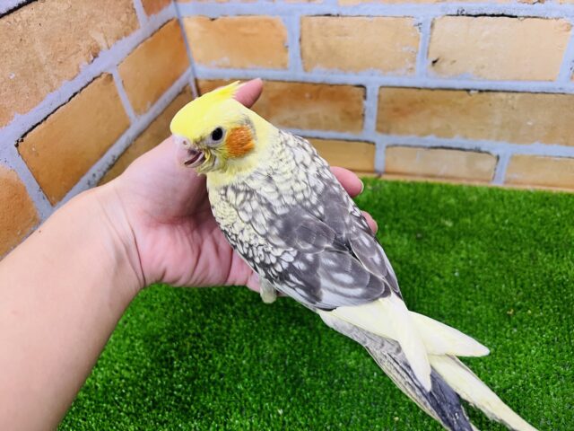 オカメインコ