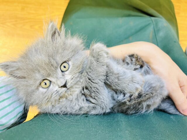 ワンニャン祭開催中‼️甘えん坊なブリティッシュショートヘアの女の子🎀