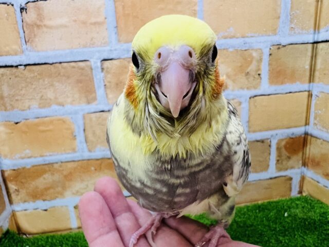 オカメインコ