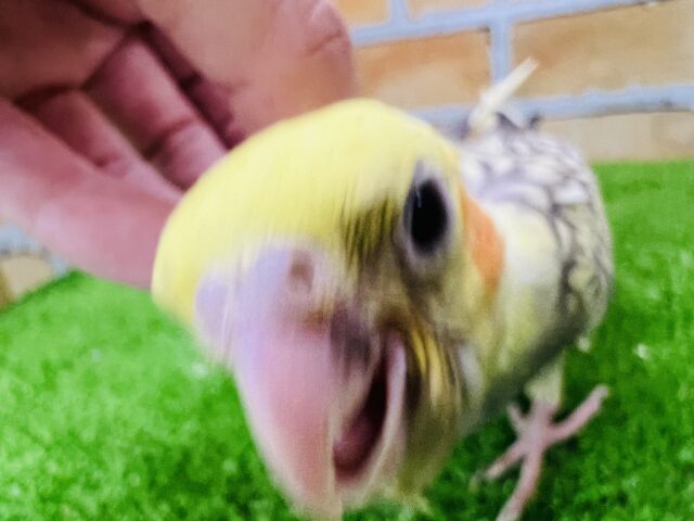 オカメインコ