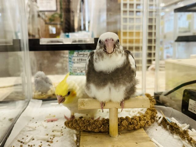 オカメインコ