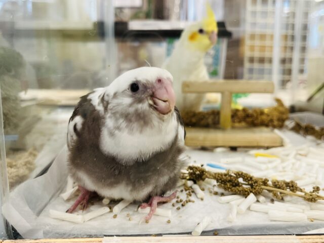 オカメインコ