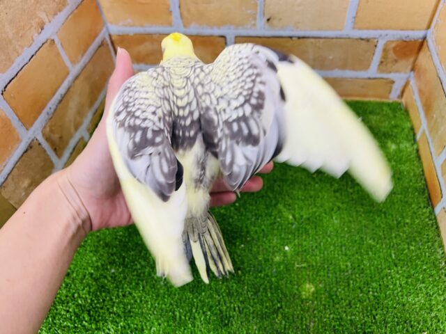 オカメインコ