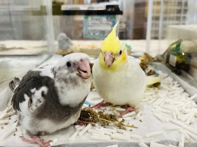 オカメインコ