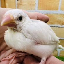 やっぱり人気だよね☆白文鳥〜