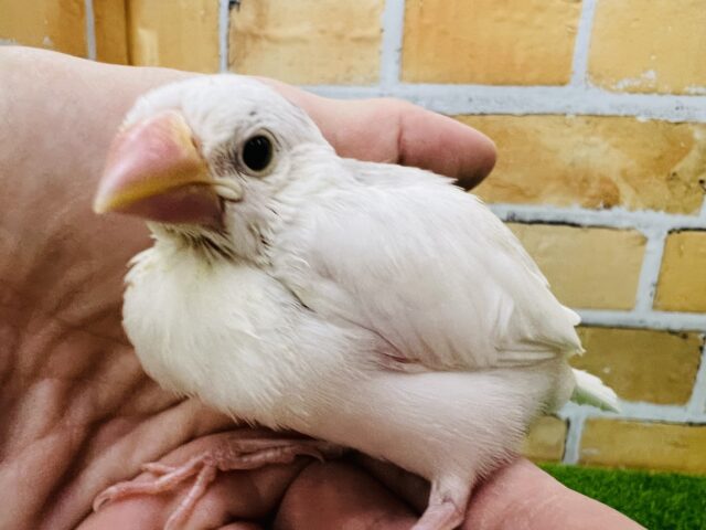 やっぱり人気だよね☆白文鳥〜