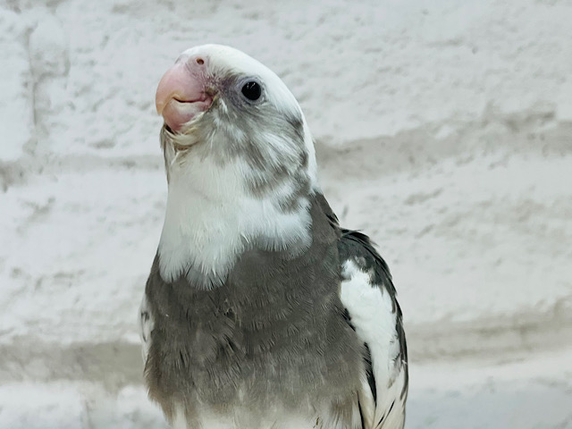 【最新画像更新🪄】白黒オセロ🤍🖤オカメインコ(WFパイド) ヒナ